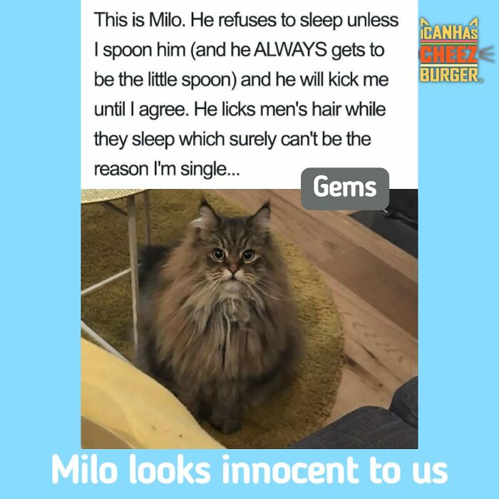 41 Cat Posts Shared By This Page That Are Funny, Sweet, And Spot On