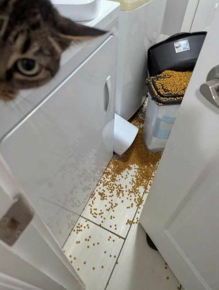 40 Chaotic, Hilarious, And Ridiculously Cute Cat Photos To Help You De-Stress