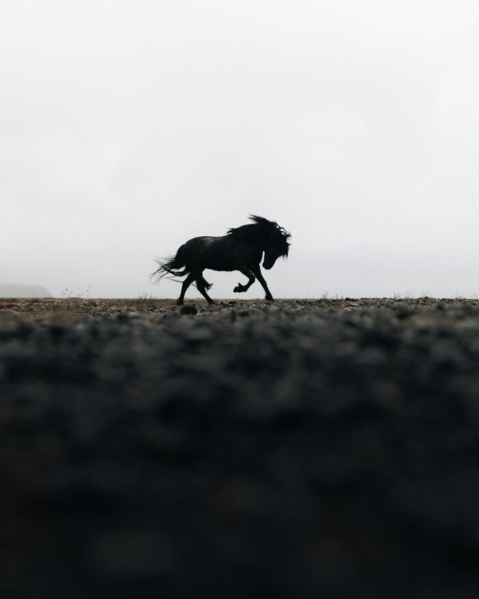 This Photographer Captures Iceland’s Domestic And Wild Animals In Their Natural Beauty (41 Pics)