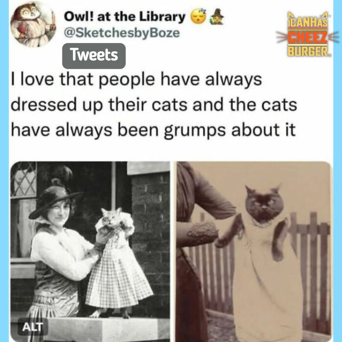 41 Cat Posts Shared By This Page That Are Funny, Sweet, And Spot On