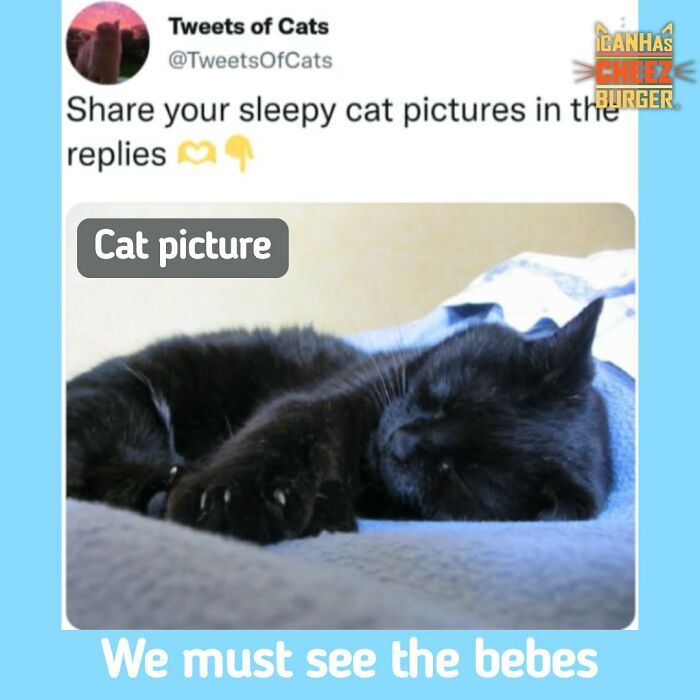 41 Cat Posts Shared By This Page That Are Funny, Sweet, And Spot On
