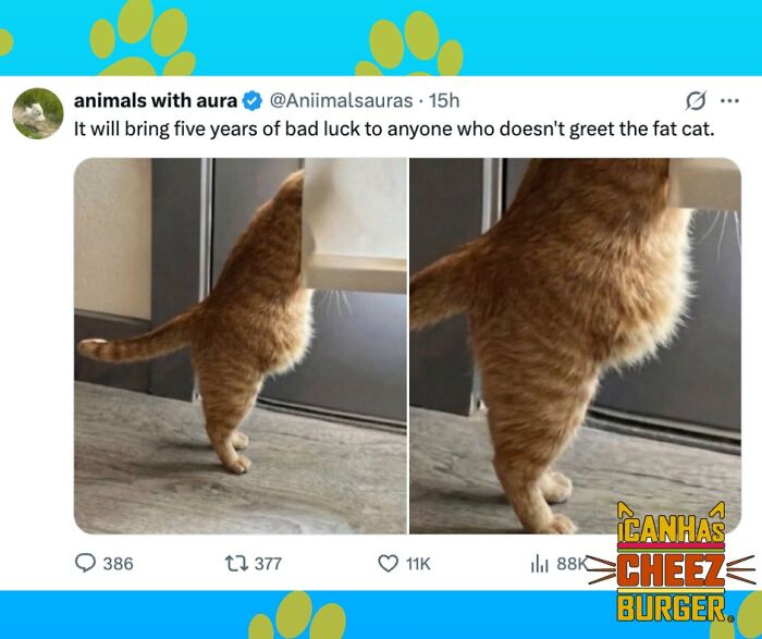 41 Cat Posts Shared By This Page That Are Funny, Sweet, And Spot On