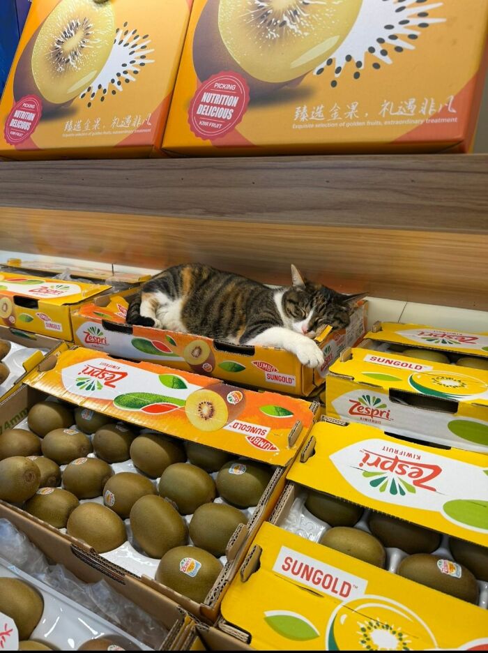 40 Chaotic, Hilarious, And Ridiculously Cute Cat Photos To Help You De-Stress