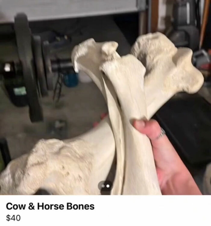 Person holding large cow and horse bones for sale on FB Marketplace in Appalachian area