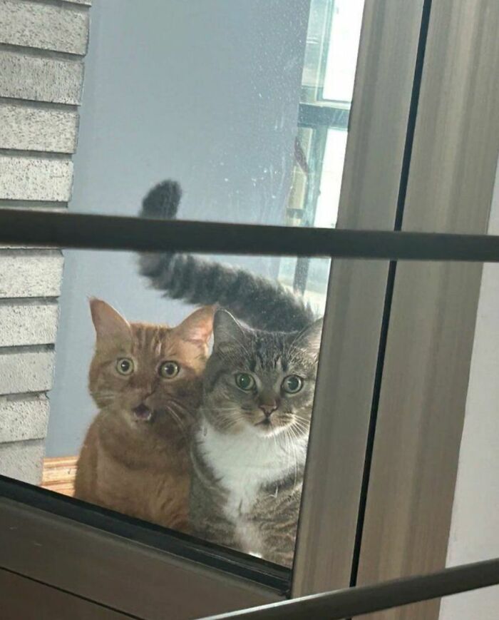 40 Chaotic, Hilarious, And Ridiculously Cute Cat Photos To Help You De-Stress