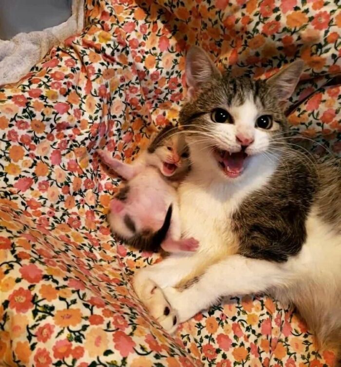 40 Chaotic, Hilarious, And Ridiculously Cute Cat Photos To Help You De-Stress