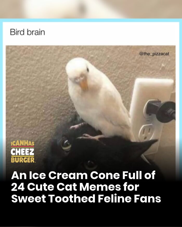 41 Cat Posts Shared By This Page That Are Funny, Sweet, And Spot On