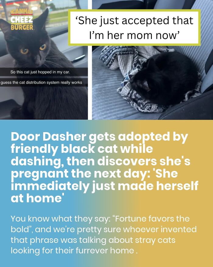 41 Cat Posts Shared By This Page That Are Funny, Sweet, And Spot On