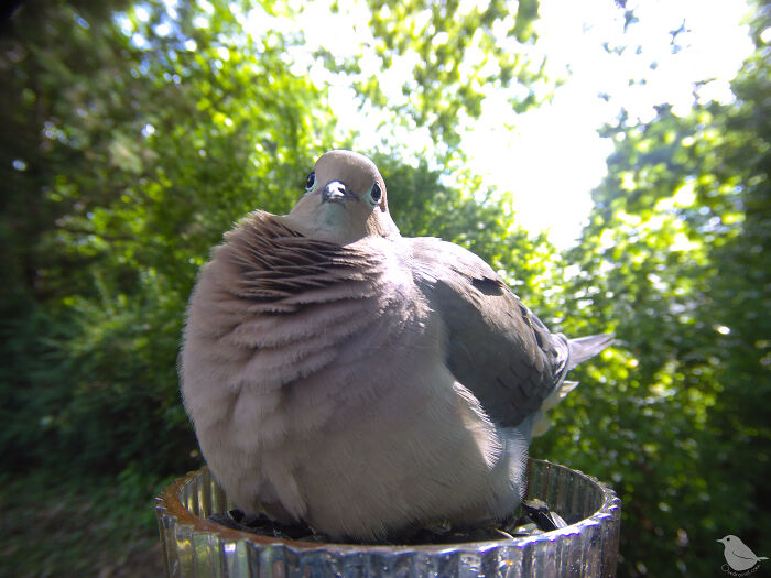 This Photographer’s Backyard Bird Camera Turns Tiny Visitors Into Hilarious Little Celebrities (30 New Pics)- Interview