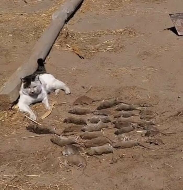 These Important Animal Pics Are Here To Make Your Day A Little Better (37 New Pics)