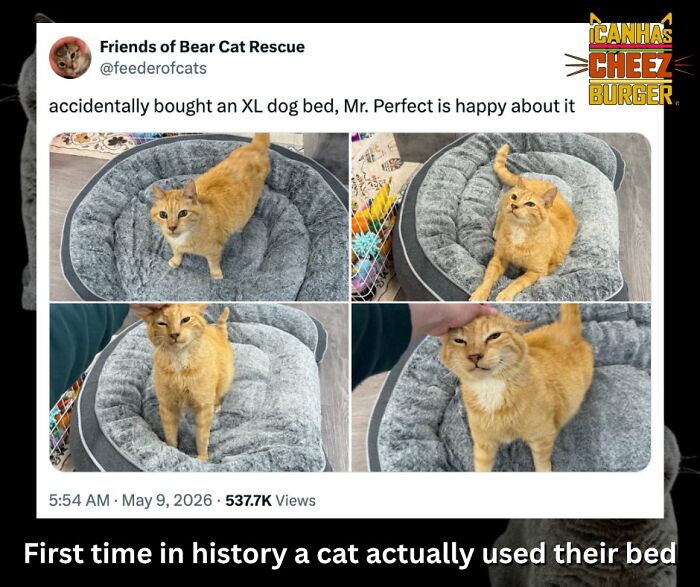 41 Cat Posts Shared By This Page That Are Funny, Sweet, And Spot On