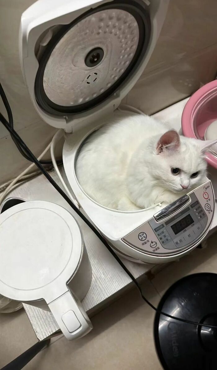 40 Chaotic, Hilarious, And Ridiculously Cute Cat Photos To Help You De-Stress