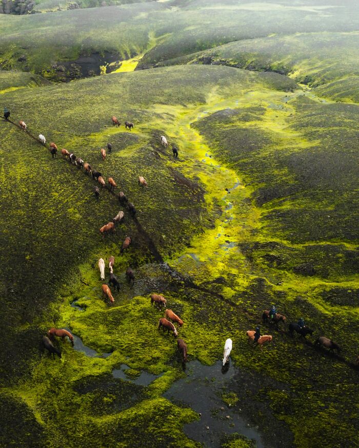 This Photographer Captures Iceland’s Domestic And Wild Animals In Their Natural Beauty (41 Pics)