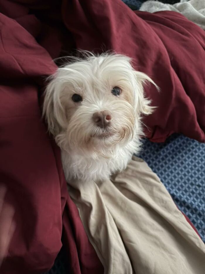 48 Weird Pets That Got Absolutely Roasted Online And Deserved Every Word