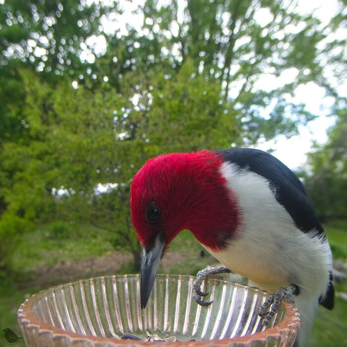 This Photographer’s Backyard Bird Camera Turns Tiny Visitors Into Hilarious Little Celebrities (30 New Pics)- Interview