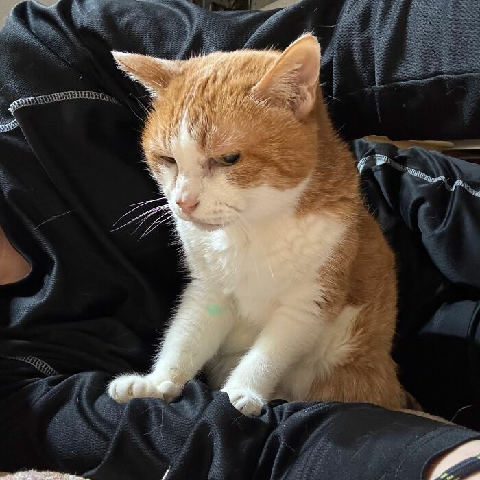 40 Chaotic, Hilarious, And Ridiculously Cute Cat Photos To Help You De-Stress