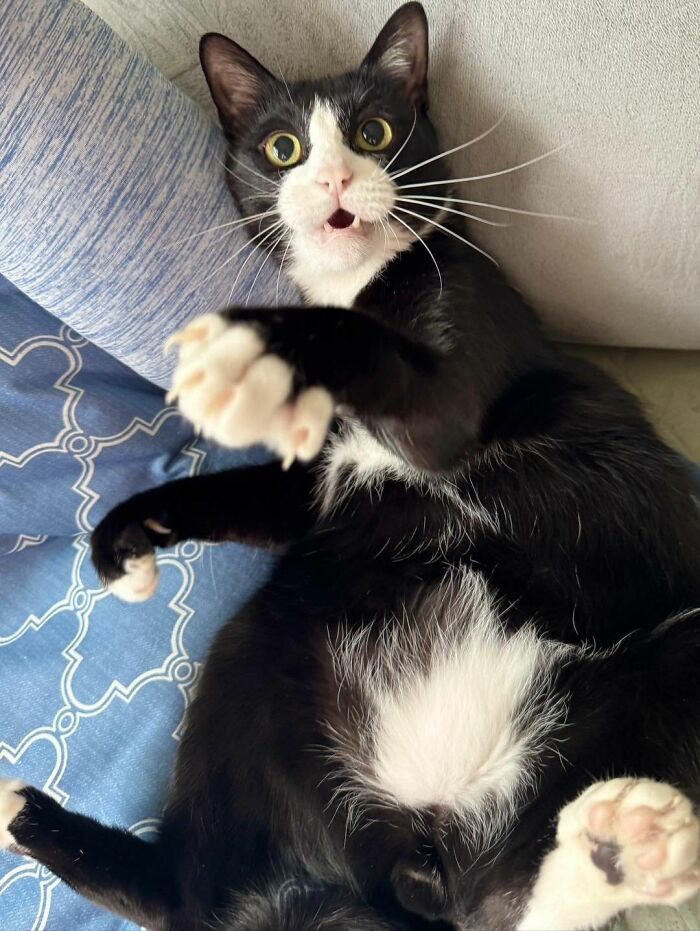 40 Chaotic, Hilarious, And Ridiculously Cute Cat Photos To Help You De-Stress