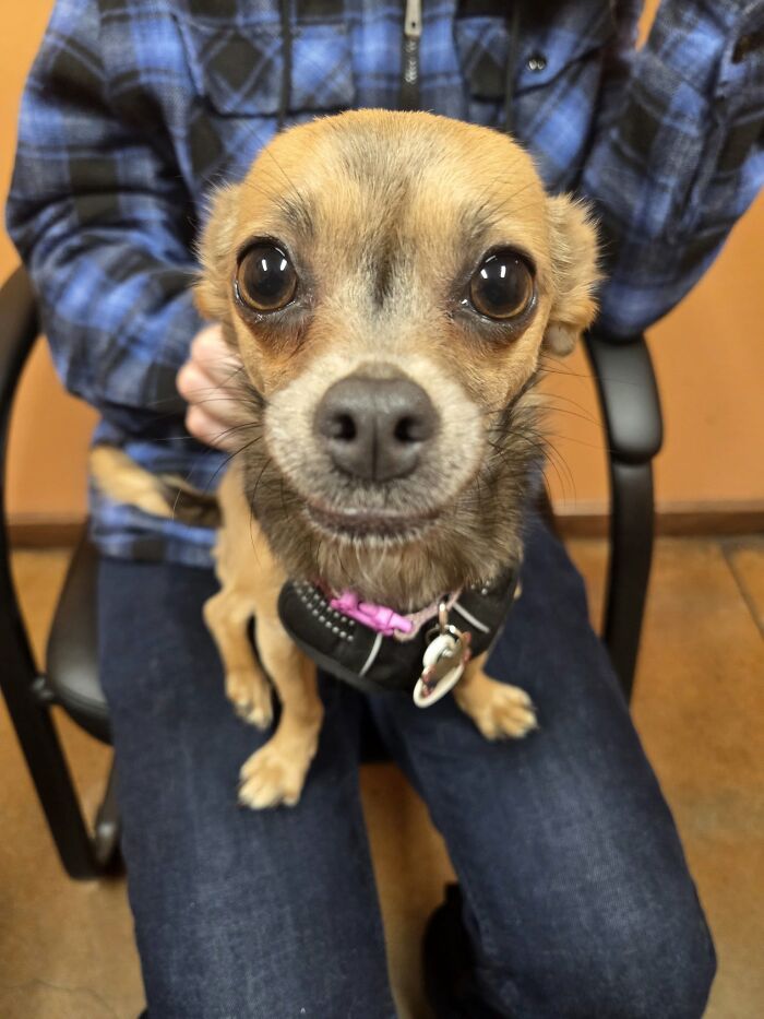 48 Weird Pets That Got Absolutely Roasted Online And Deserved Every Word