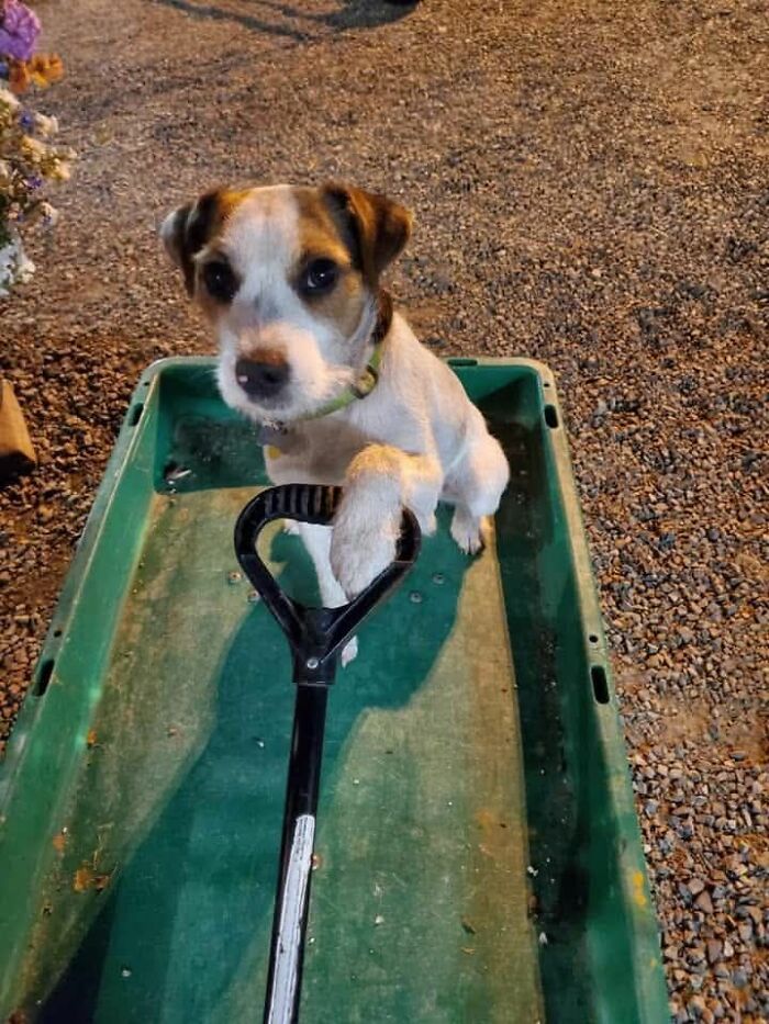 48 Weird Pets That Got Absolutely Roasted Online And Deserved Every Word