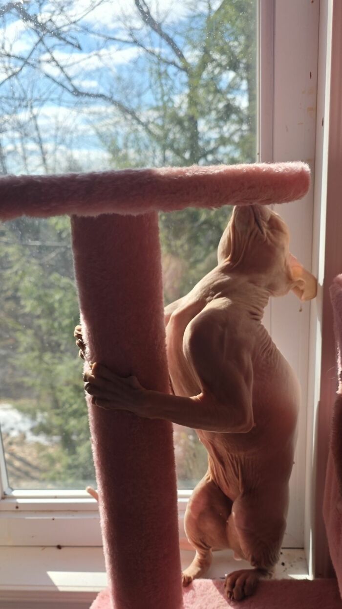 48 Weird Pets That Got Absolutely Roasted Online And Deserved Every Word