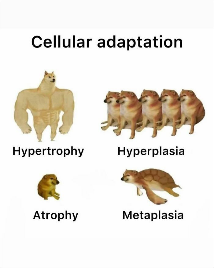 A medical meme using Doge characters to illustrate cellular adaptation: Hypertrophy, Hyperplasia, Atrophy, and Metaplasia.
