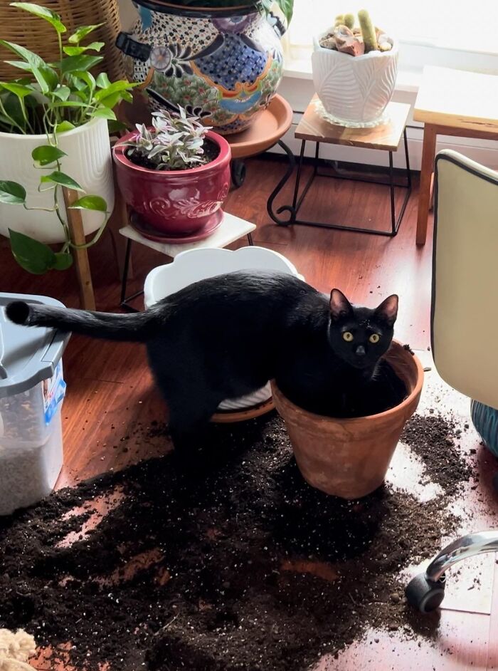 40 Adorable Cat Photos That Are Guaranteed To Melt Your Stress Away (New Pics)