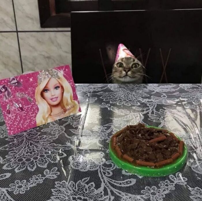 40 Adorable Cat Photos That Are Guaranteed To Melt Your Stress Away (New Pics)