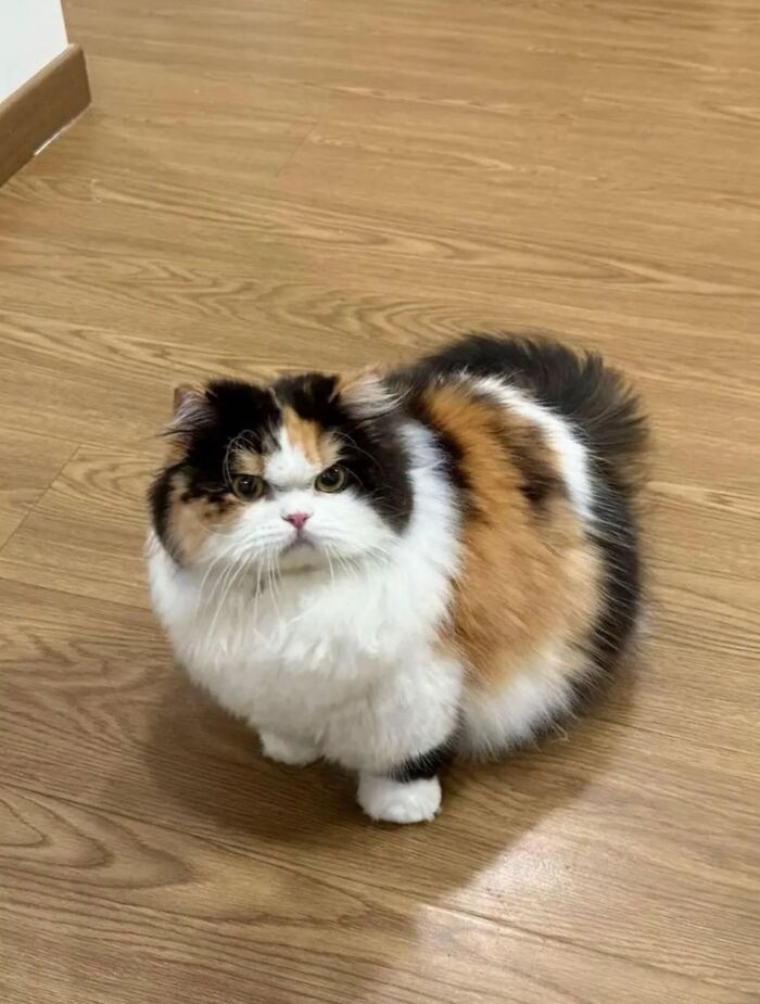 40 Adorable Cat Photos That Are Guaranteed To Melt Your Stress Away (New Pics)