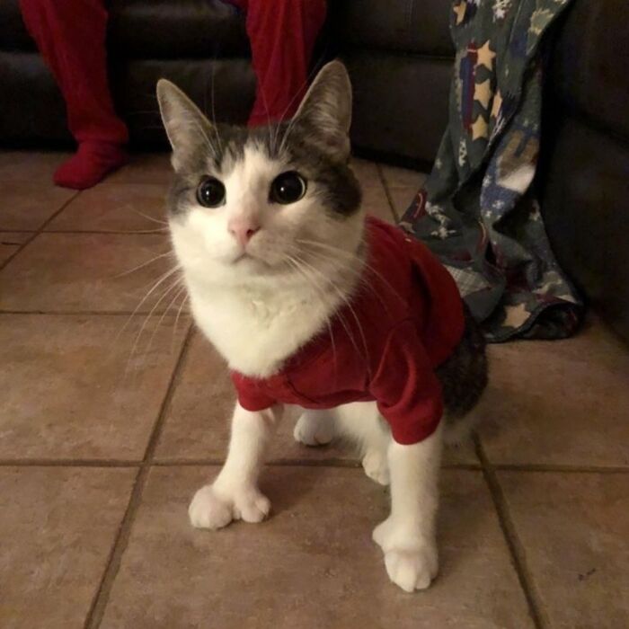 40 Adorable Cat Photos That Are Guaranteed To Melt Your Stress Away (New Pics)