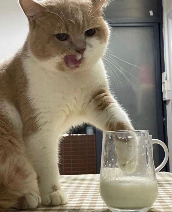 40 Adorable Cat Photos That Are Guaranteed To Melt Your Stress Away (New Pics)