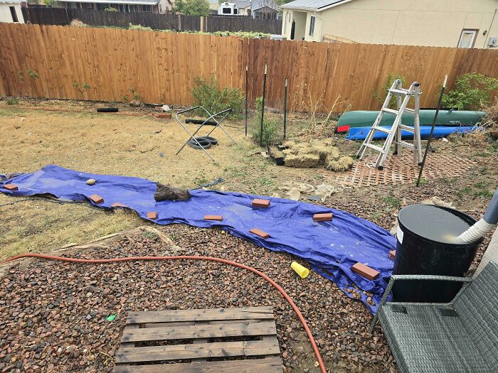 A backyard with a blue tarp, bricks, and a ladder, showcasing clever solutions for various needs.