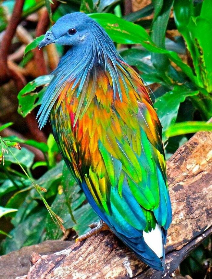 A vibrant Nicobar pigeon with blue, green, and orange feathers, an uplifting post.