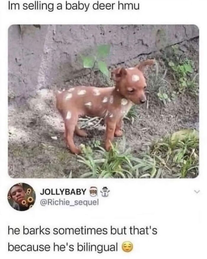These Dog Memes Perfectly Capture The Chaos, Wholesomeness, And Pure Randomness Of Life With Dogs