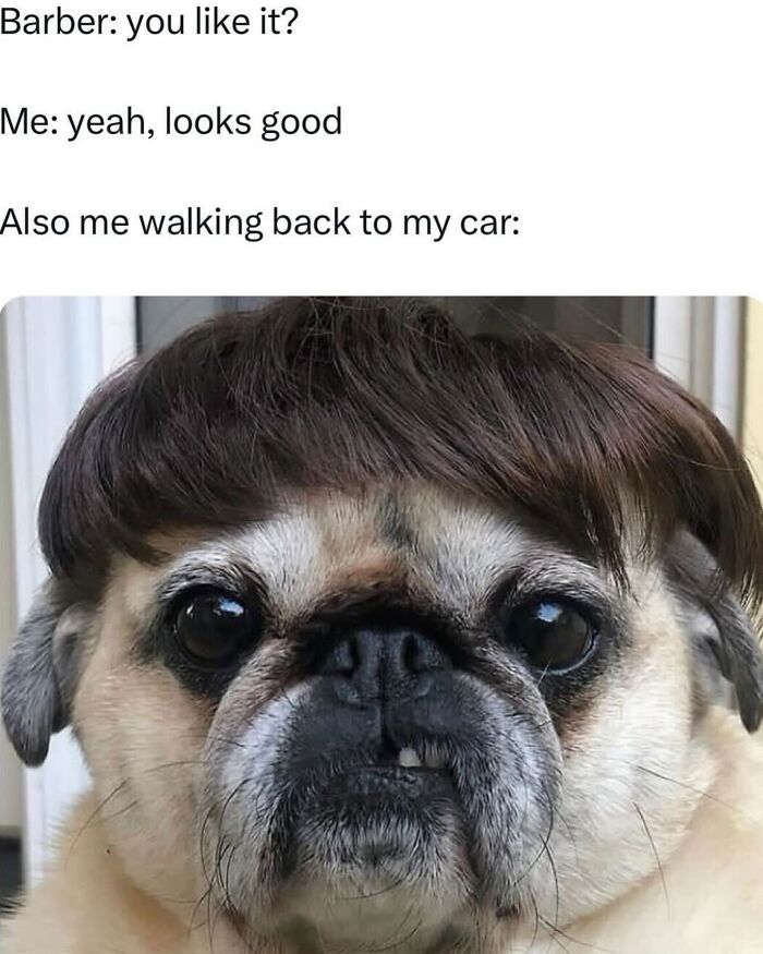 These Dog Memes Perfectly Capture The Chaos, Wholesomeness, And Pure Randomness Of Life With Dogs