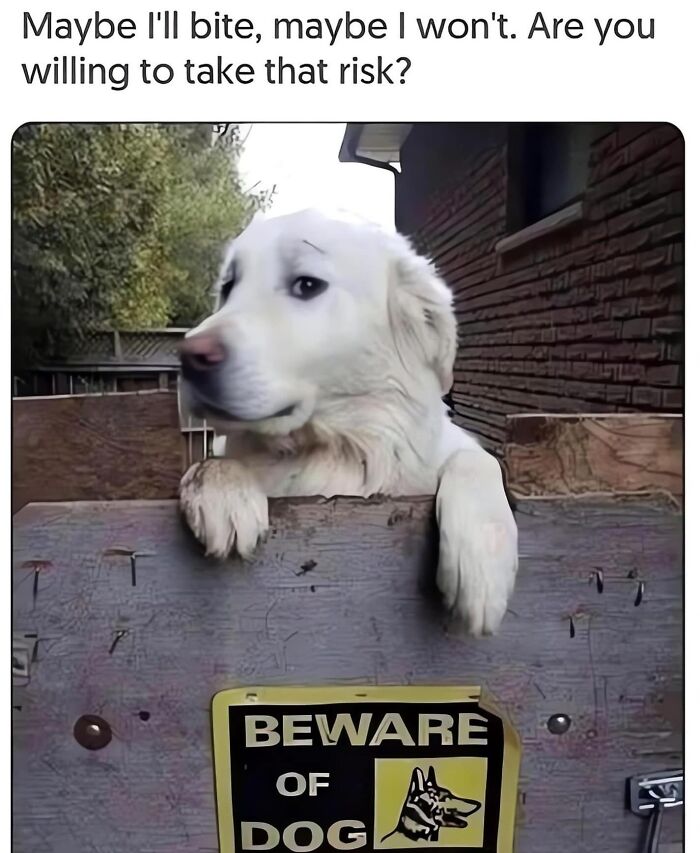 These Dog Memes Perfectly Capture The Chaos, Wholesomeness, And Pure Randomness Of Life With Dogs