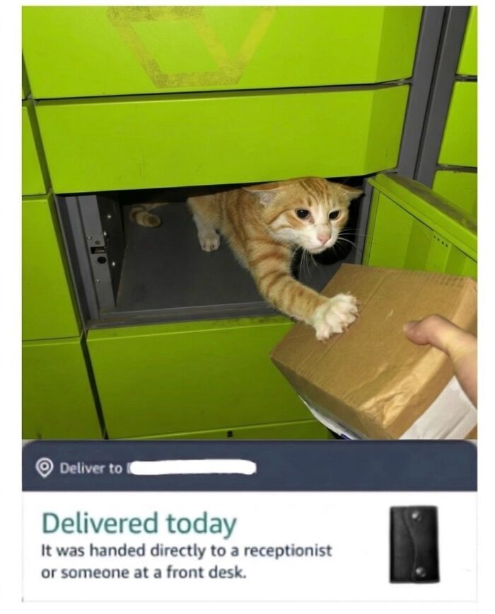 This Page With Over 3 Million Followers Shares The Funniest Cat Memes That Instantly Boost Your Mood (50 Pics)