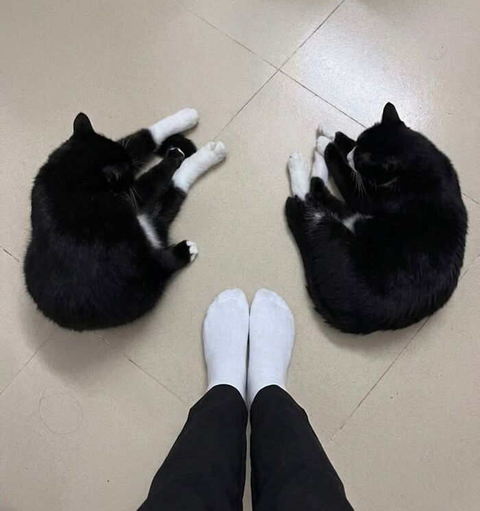 This Page With Over 3 Million Followers Shares The Funniest Cat Memes That Instantly Boost Your Mood (50 Pics)