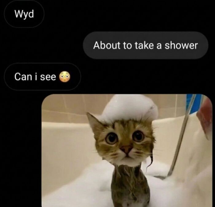 This Page With Over 3 Million Followers Shares The Funniest Cat Memes That Instantly Boost Your Mood (50 Pics)