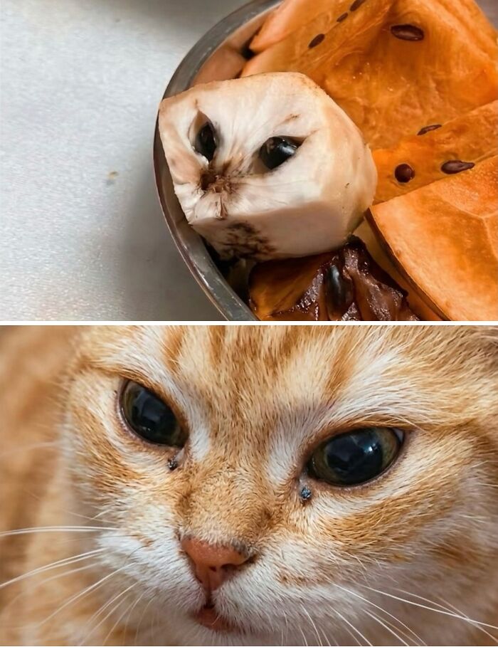 This Page With Over 3 Million Followers Shares The Funniest Cat Memes That Instantly Boost Your Mood (50 Pics)