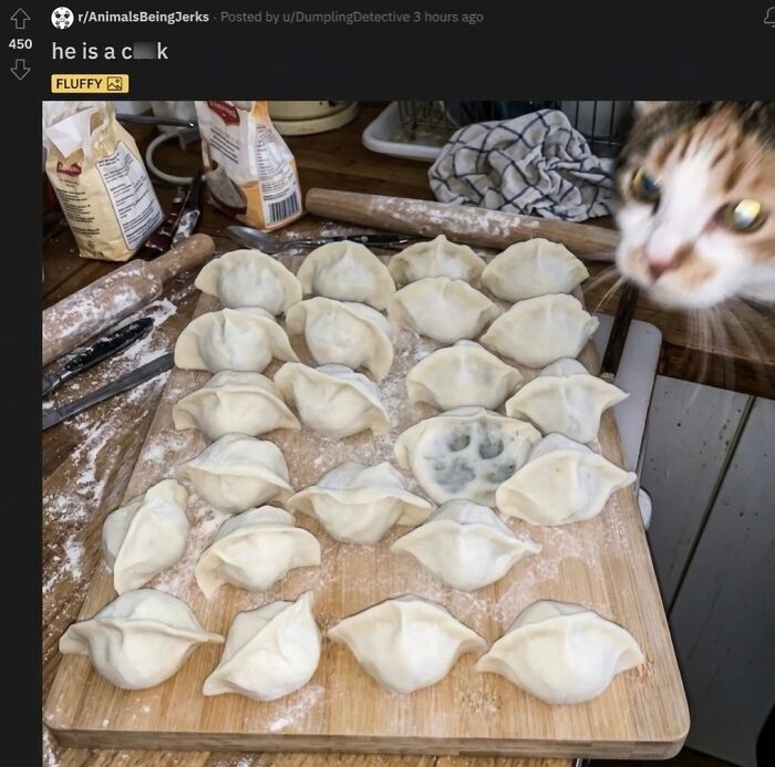 This Page With Over 3 Million Followers Shares The Funniest Cat Memes That Instantly Boost Your Mood (50 Pics)