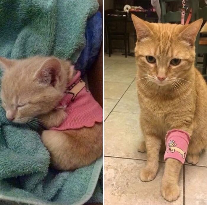 This Page With Over 3 Million Followers Shares The Funniest Cat Memes That Instantly Boost Your Mood (50 Pics)