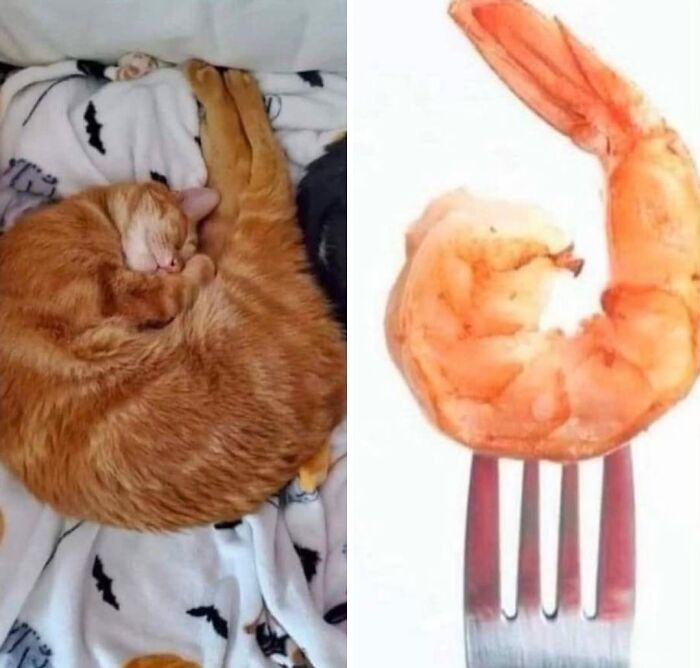 This Page With Over 3 Million Followers Shares The Funniest Cat Memes That Instantly Boost Your Mood (50 Pics)