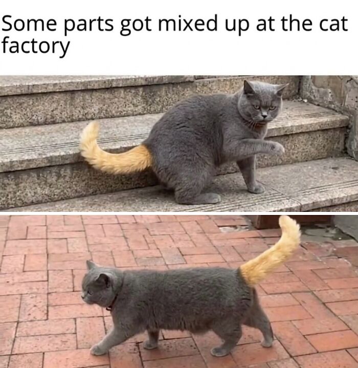 This Page With Over 3 Million Followers Shares The Funniest Cat Memes That Instantly Boost Your Mood (50 Pics)