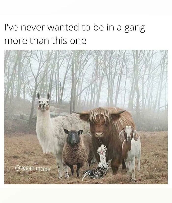 A llama, sheep, highland cow, chicken, and goat pose together in a field, making for wholesome pics.