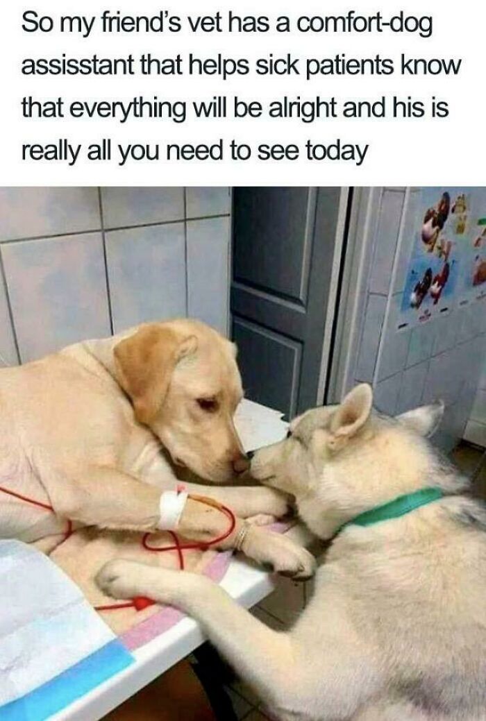 A wholesome pic of a husky comforting a sick golden retriever with an IV drip, nose to nose.
