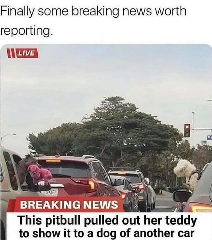 A news meme about a pitbull showing a teddy to another dog. A truly wholesome pic that hits harder.