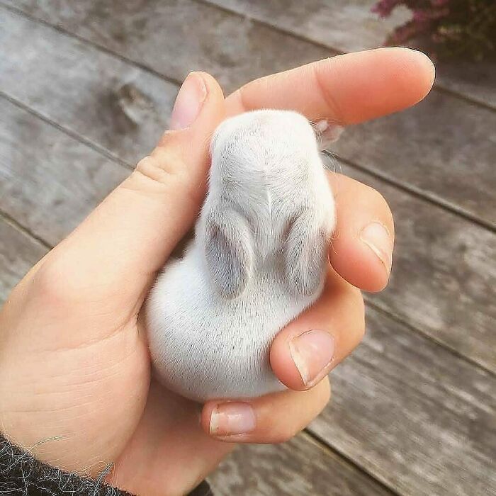 A hand gently cradling a tiny, fluffy white bunny, showcasing its adorable ears. One of the most wholesome pics.