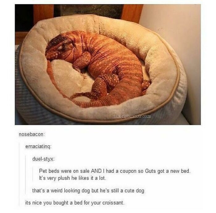 A wholesome pic of a large orange lizard, like a Tegu, curled up asleep in a plush, round pet bed.