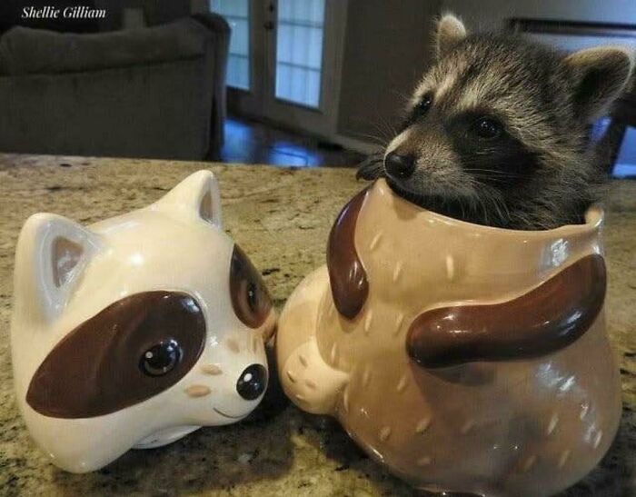 A baby raccoon peeks from a ceramic cookie jar, next to a raccoon head-shaped jar. Wholesome pics.
