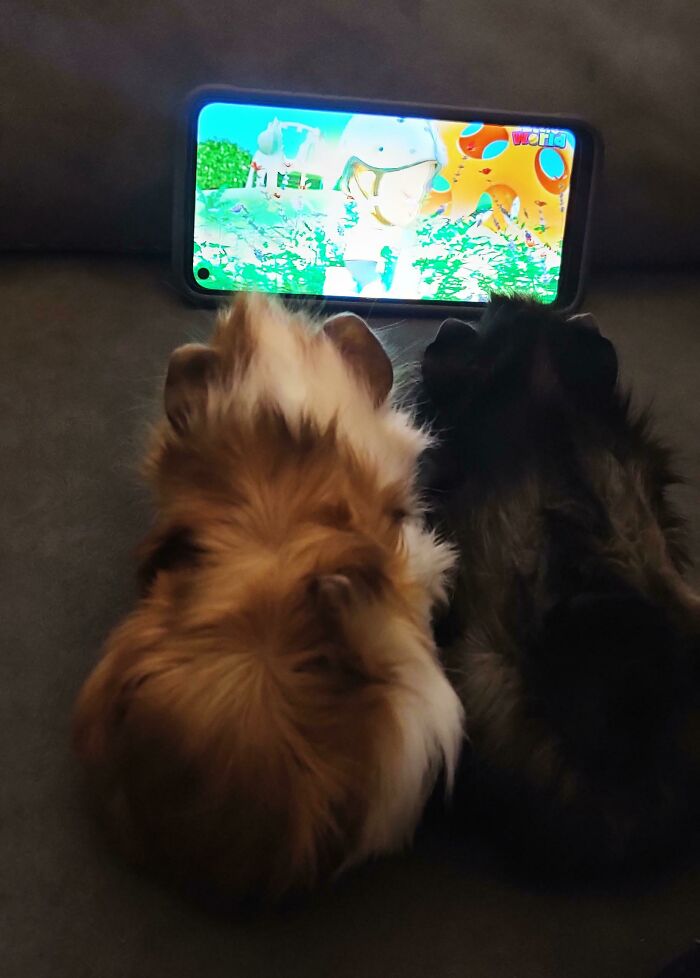 Two wholesome guinea pigs, one brown and one black, watching a cartoon on a smartphone. These pics hit harder!